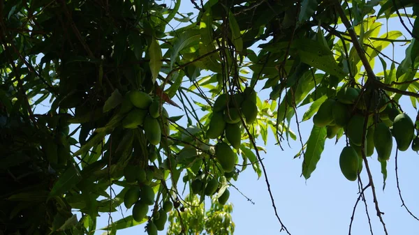 Mango Fruits Farm Baja California Del Sur Mexico — Stockfoto