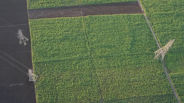 Sugarcane Plantations Luxor Egypt — Φωτογραφία Αρχείου