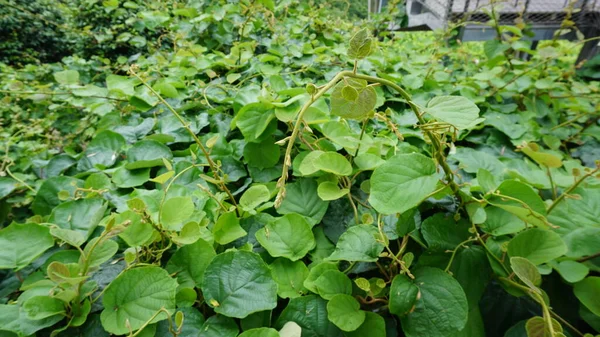 Kiwi Plantation Ribeira Sacra Galicia — Foto Stock