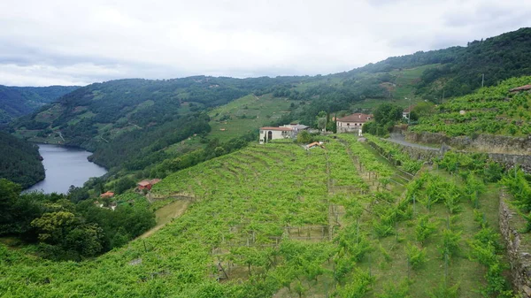 Vineyards Hill Ribeira Sacra Galicia — стоковое фото