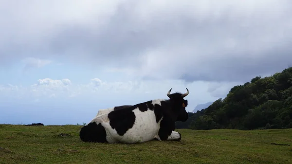 Cow Meadow Island Madeira — Zdjęcie stockowe