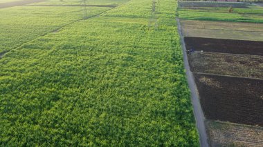 Mısır, Lüksör 'deki şeker kamışı tarlaları