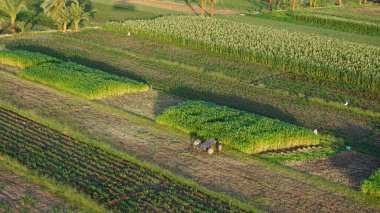 Mısır, Lüksör 'deki şeker kamışı tarlaları