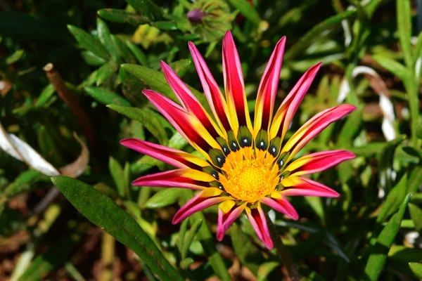 Gazania flower — Stock Photo, Image