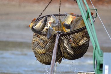 CARPs açılış net yakalayan