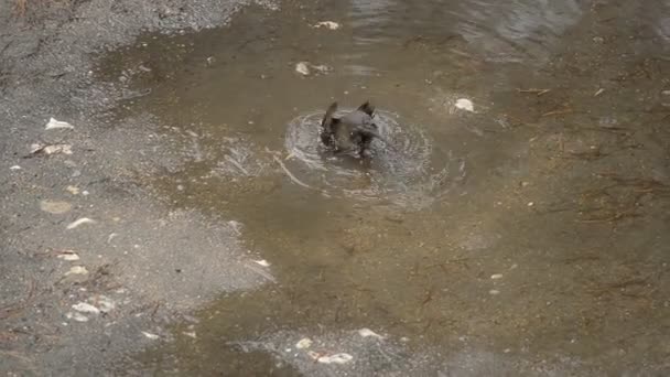 Amselweibchen badet in der Pfütze — Stockvideo