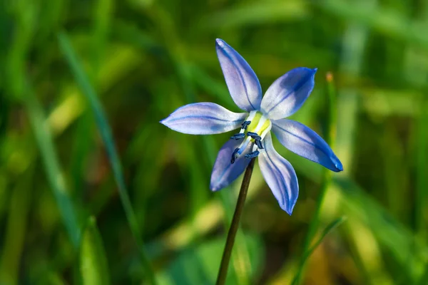 Blue scilla flower in the grass Stock Picture