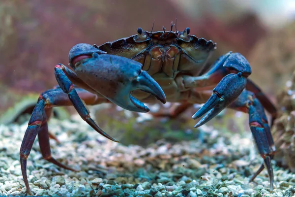 Granchio sott'acqua — Foto Stock