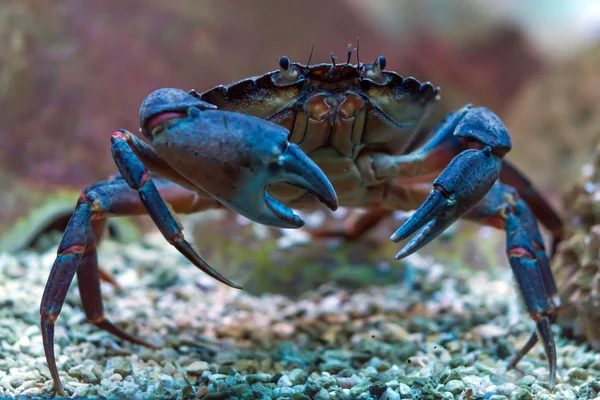 Crab underwater Stock Photo