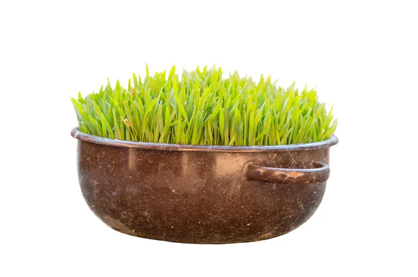 Grama verde fresca em um pote — Fotografia de Stock