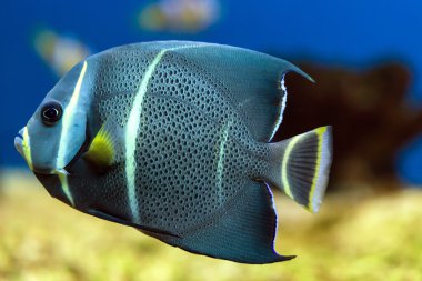kayan Fransız angelfish