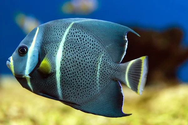 Kayan Fransız angelfish — Stok fotoğraf