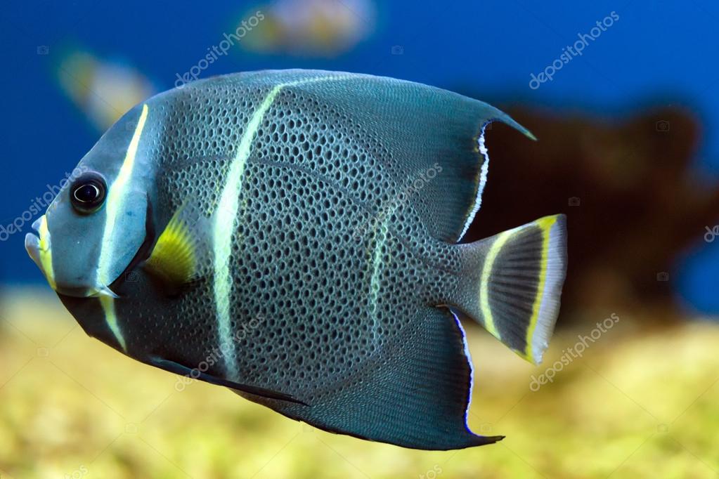 Floating french angelfish — Stock Photo © Pett 46973961
