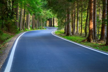güneş ışığı ile orman yolu