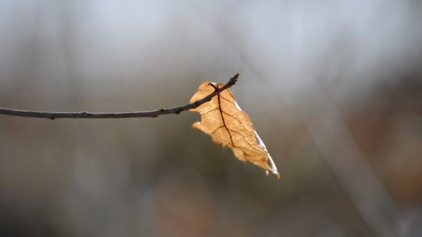 Wind playing with a dead leaf — Stock Video