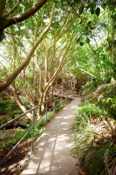 Walking path through a wooded forest Stock Picture