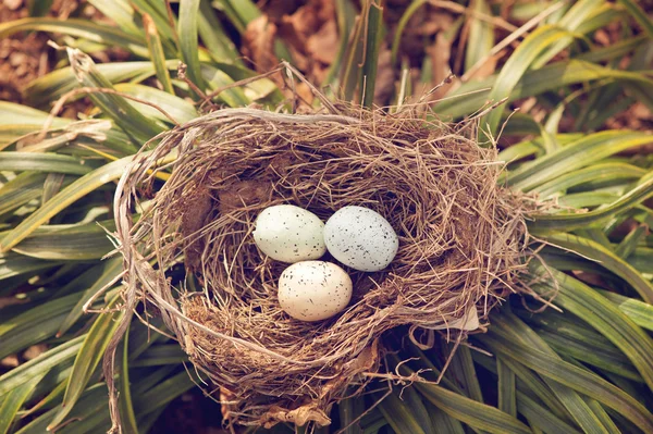 Tres huevos de ave en un nido — Foto de Stock