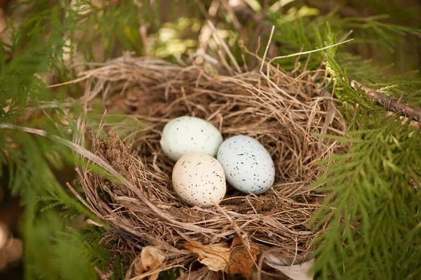 Three bird eggs in a nest Stock Photo