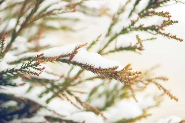 Schneebedeckter immergrüner Ast im Winter mit Licht — Stockfoto