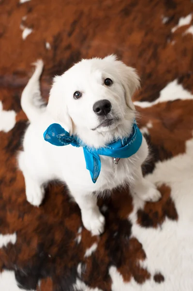 Adorable white puppy with blue scarf Royalty Free Stock Photos