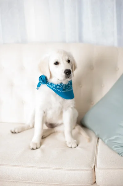 Adorable white puppy with blue scarf Royalty Free Stock Photos