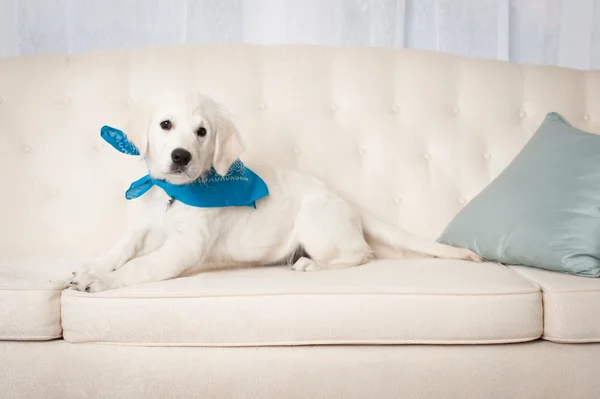 可爱的白色小狗，用蓝色的围巾 图库照片