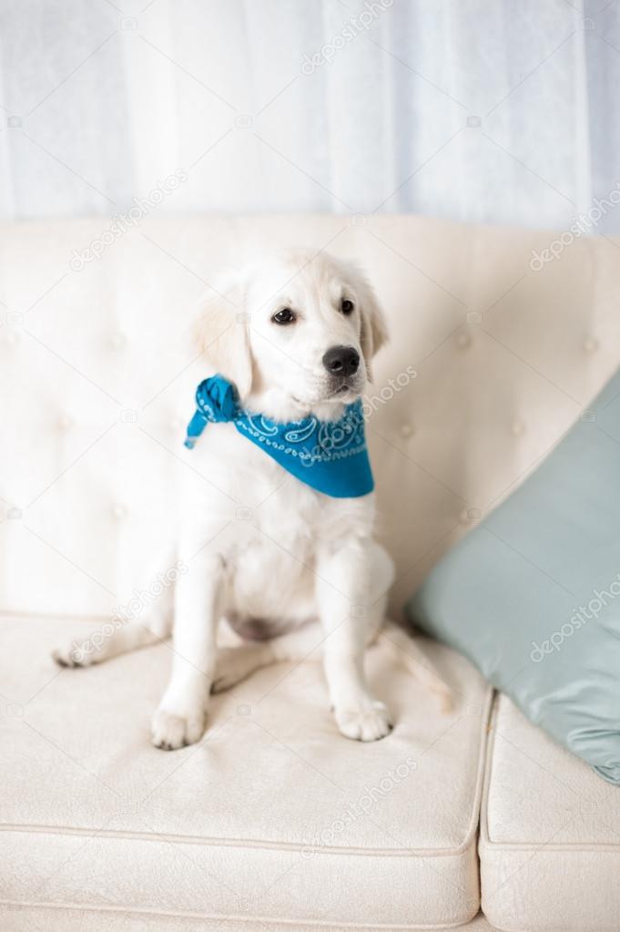 Adorable white puppy with blue scarf