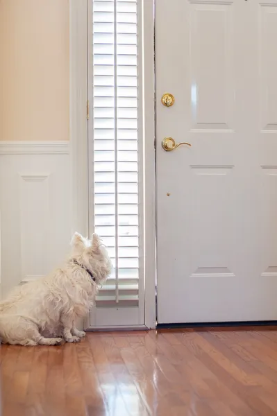 Hunden väntar vid dörren Stockbild