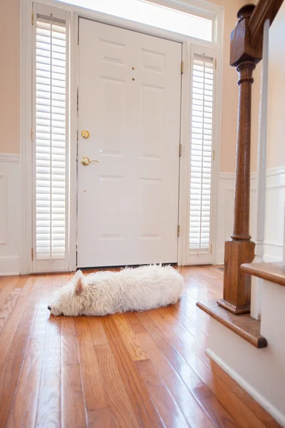 Cane che aspetta alla porta Foto Stock