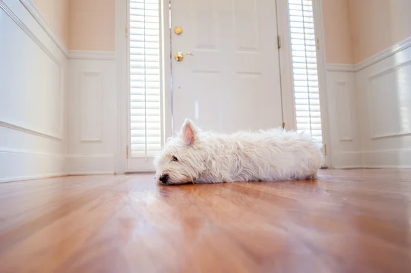 Cane che aspetta alla porta Foto Stock