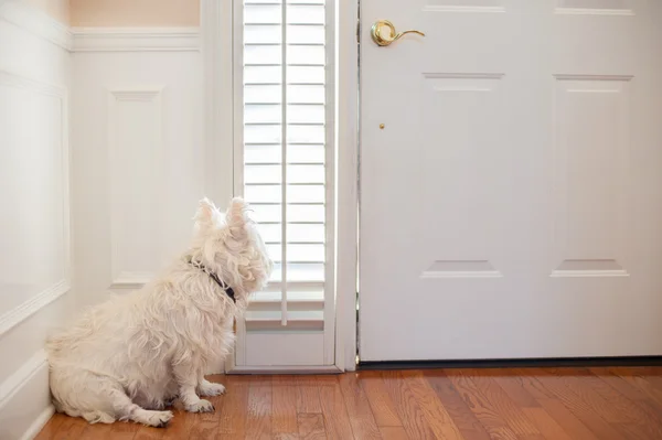 Hunden väntar vid dörren Royaltyfria Stockbilder