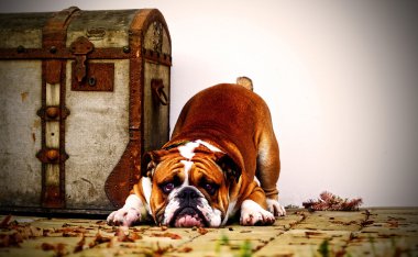 Bir köpeğin portresi.
