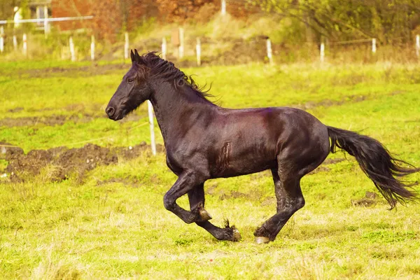 Caballo frisón — Foto de Stock