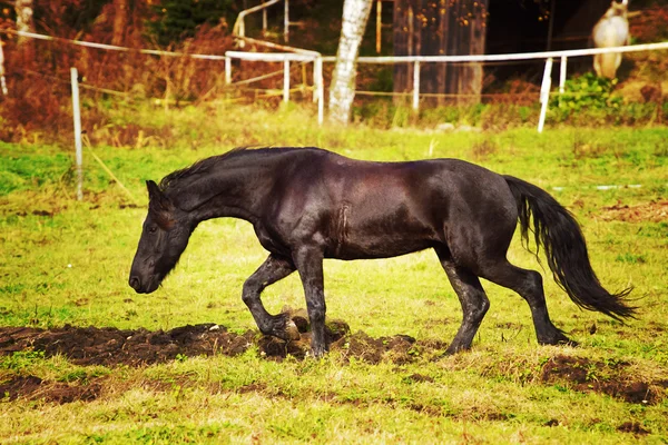 Фризская лошадь — стоковое фото