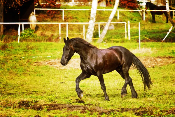 Cavalo frísio — Fotografia de Stock