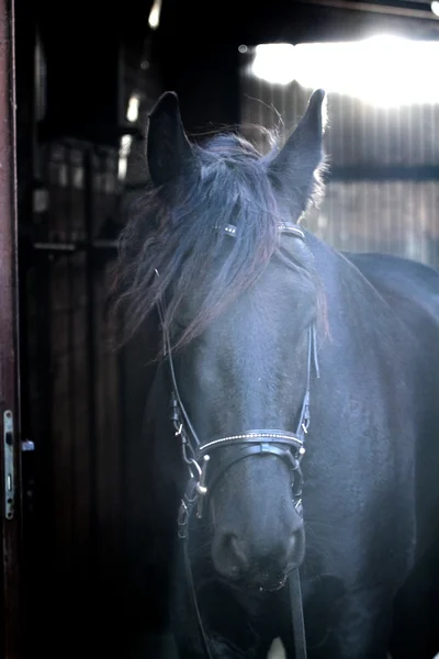 Caballo frisón — Foto de Stock