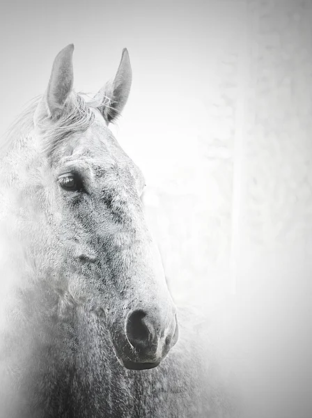 White horse in white background — Stock Photo, Image
