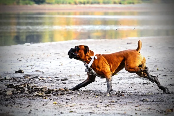 Tedesco cane pugile — Foto Stock