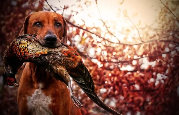 Rhodesian ridgeback hunting — Stock Photo, Image