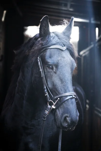 Frisiska häst — Stockfoto