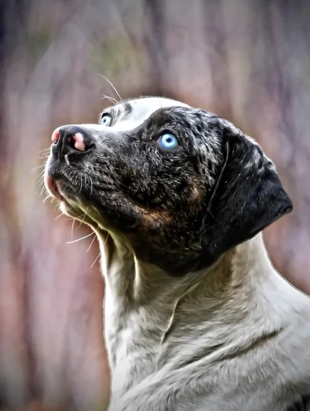 Louisiana catahoula hond — Stockfoto