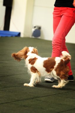 köpek dans