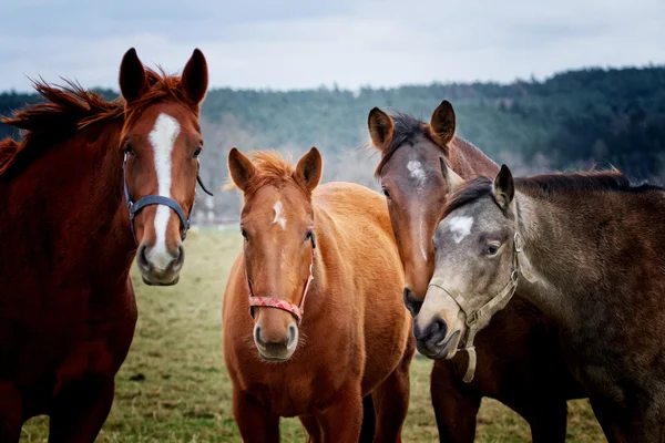 Manada de cavalos — Fotografia de Stock