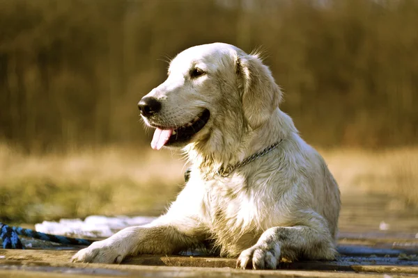 Dog in nature — Stock Photo, Image