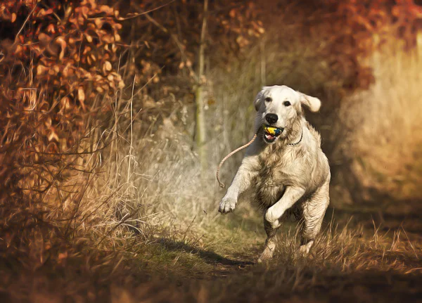 Golden retriever — Stock Photo, Image