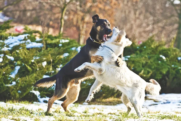 Hond in het spel — Stockfoto