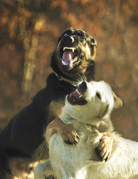 Hond in het spel — Stockfoto