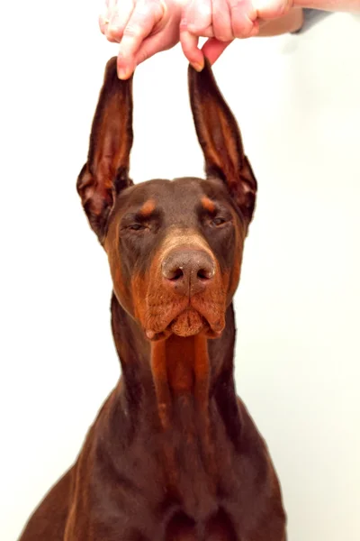 Leuke hond in de natuur — Stockfoto