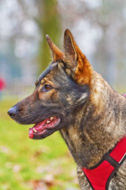 Alman çoban köpeği