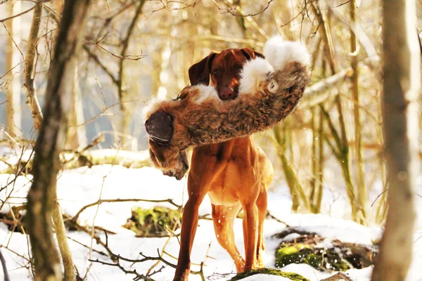 Ritratto di un cane — Foto Stock